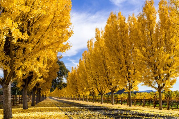 Yellow gingko trees line road in Napa Valley, California in autumn
